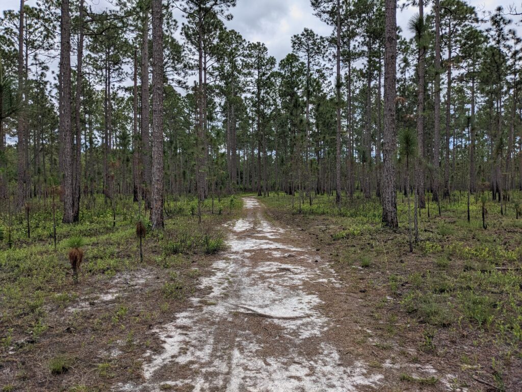 A sand and peat path through a pine swamp