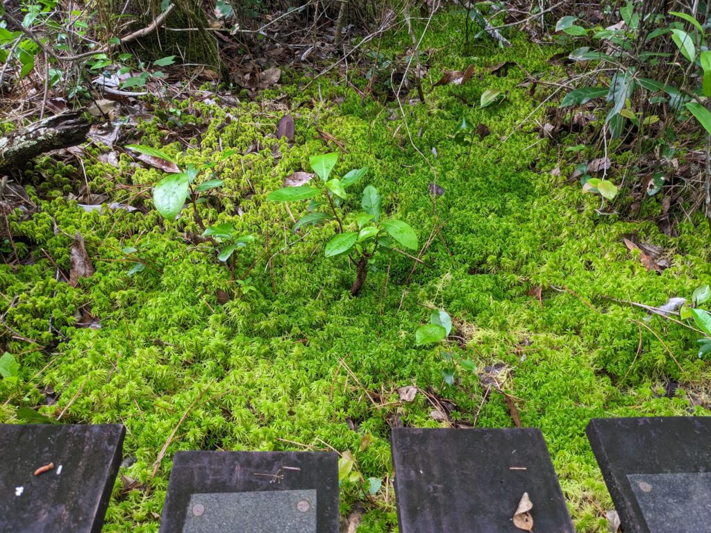 Sphagnum moss along a wooden boardwalk