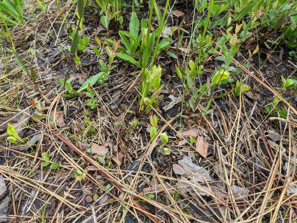 Venus flytraps among other plants