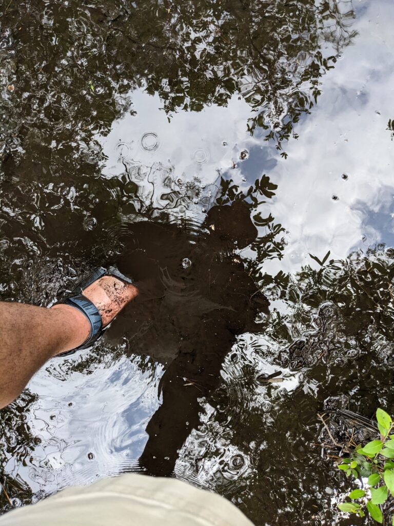 A sandaled foot in swampy water with reflections of the pine trees overhead