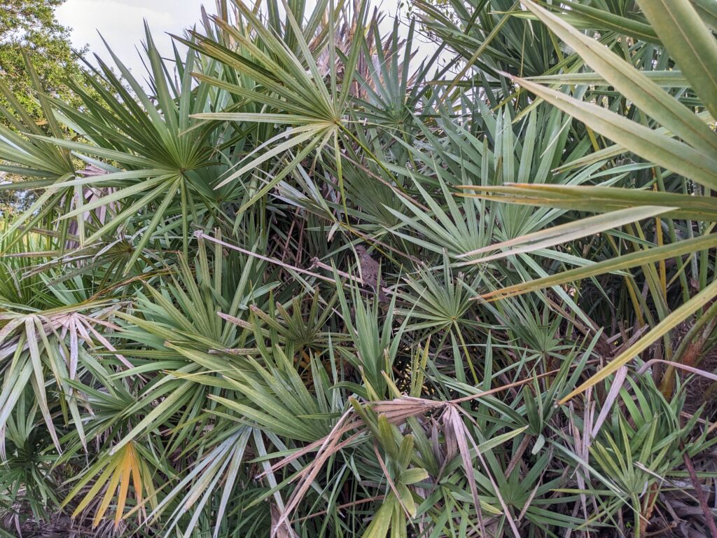 A small gray dove among green saw palmetto leaves