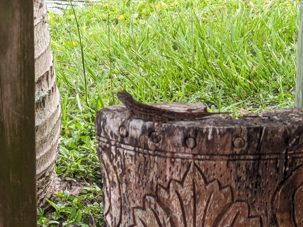 A brown lizard sunning itself on a stump with geometric carvings