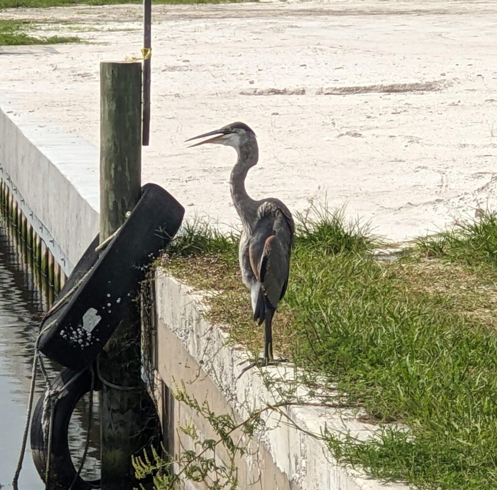 A large great blue heron standing on the edge of a concret wall overlooking water.