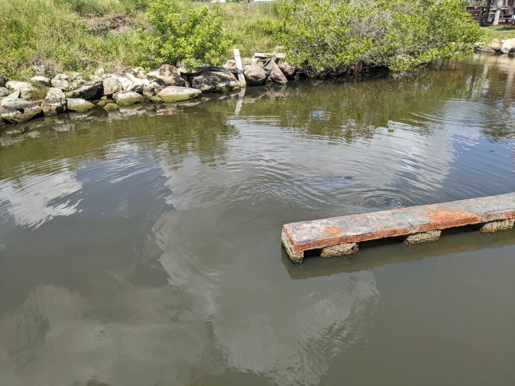 Murky water with evidence of manatees swimming in it