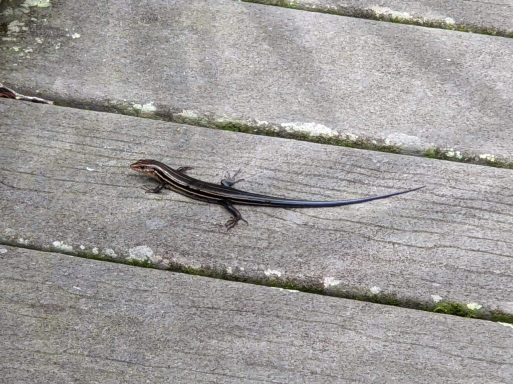 A black and white striped lizard with a bright blue tail