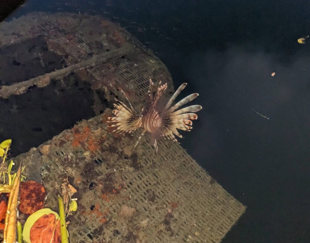 A lionfish slowly swimming away in clear water.