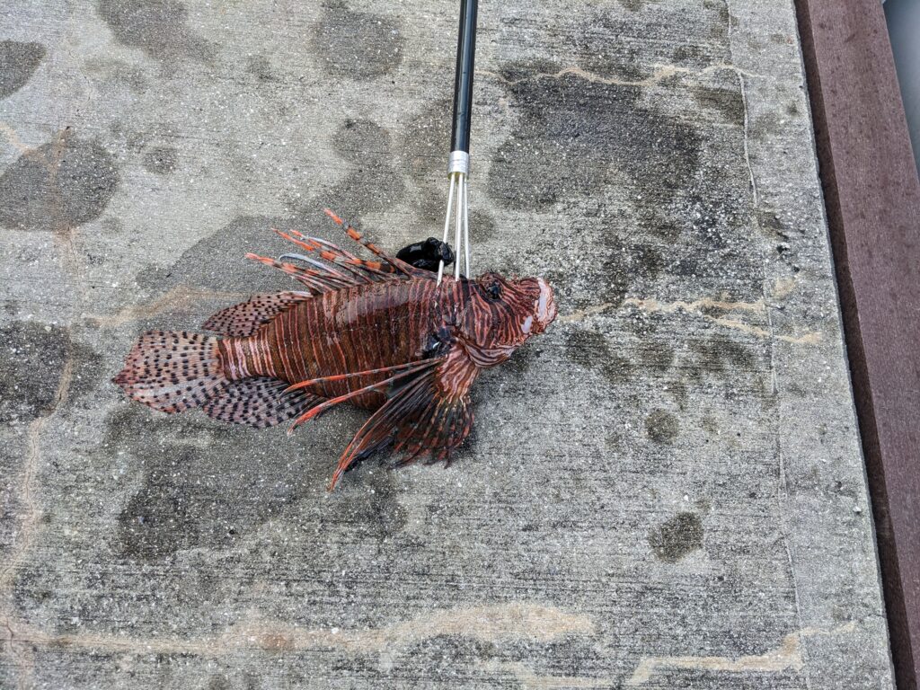 A red lionfish on concrete after being speared.